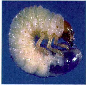 White Grub